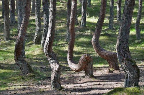 Пьяные леса.  Какая неведомая сила деревья скручивает? 02 Пьяные леса.  Какая неведомая сила деревья скручивает? 02
