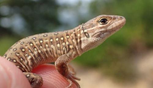 Демилитаризованная зона корейского полуострова уникальным заповедником стала. 01 Демилитаризованная зона корейского полуострова уникальным заповедником стала. 01