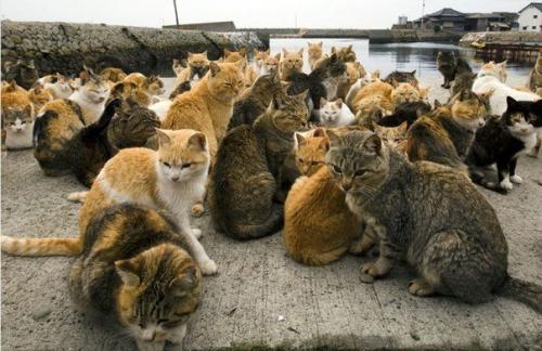 Остров аосима (Aoshima) - один из десятков Кошачьих Островов Японии. 06