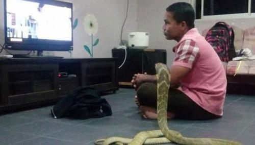 Житель юго-восточной Азии на трехметровой кобре женился. 01