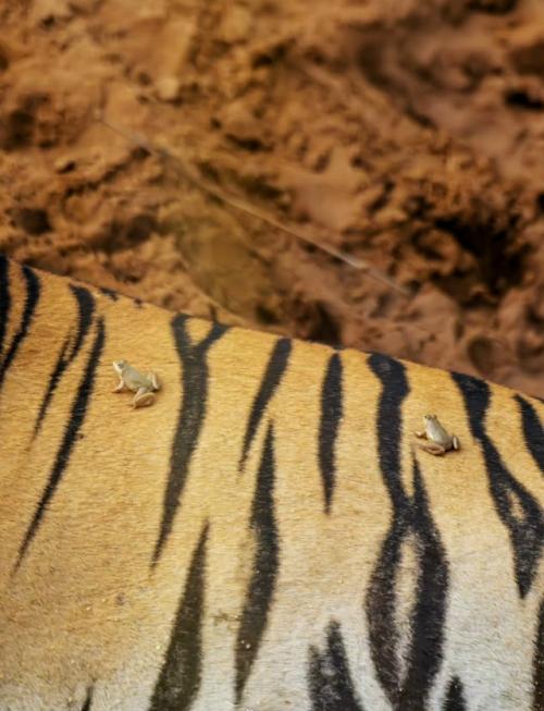 В заповеднике тадоба живёт тигр по имени шамбху - большой, спокойный и абсолютно уверенный в себе. 01