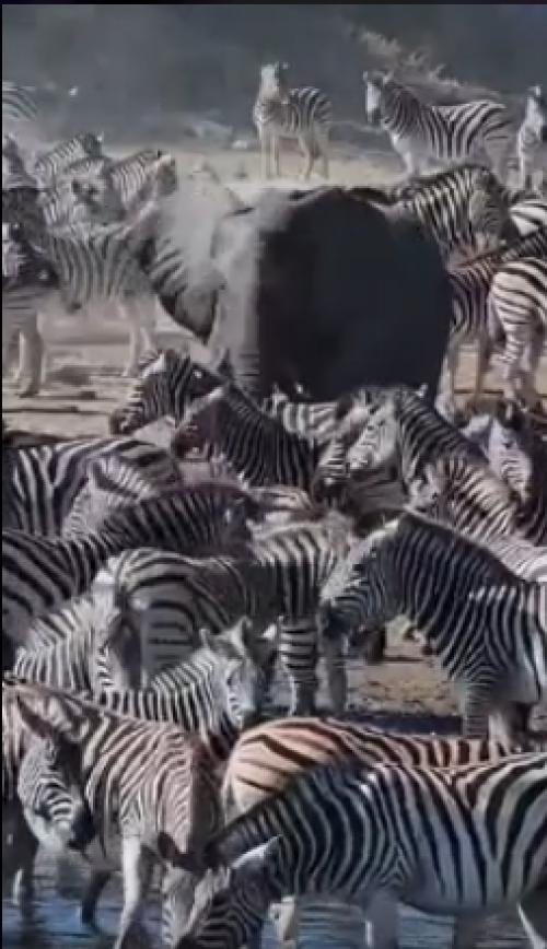 Во время великой миграции зебр в Ботсване произошёл любопытный случай: африканский саванный слон вмешался в драку между двумя самцами. 01