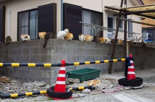 Остров аосима (Aoshima) - один из десятков Кошачьих Островов Японии. 05