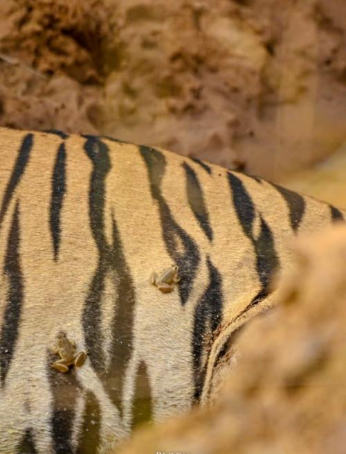 В заповеднике тадоба живёт тигр по имени шамбху - большой, спокойный и абсолютно уверенный в себе. 03