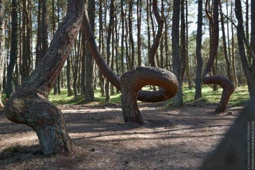 Пьяные леса.  Какая неведомая сила деревья скручивает? 01 Пьяные леса.  Какая неведомая сила деревья скручивает? 01