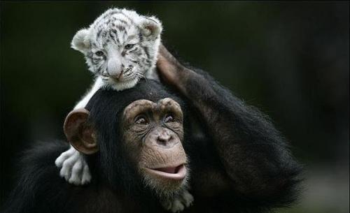 Шимпанзе растит тигрят. 01