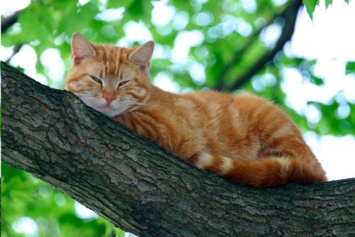 Откуда взялось слово Кошка: почему мы зовем наших любимцев именно так? 02 Откуда взялось слово Кошка: почему мы зовем наших любимцев именно так? 02