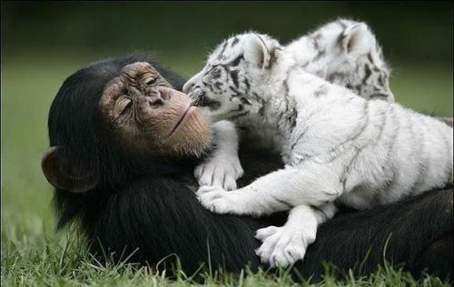 Шимпанзе растит тигрят. 05