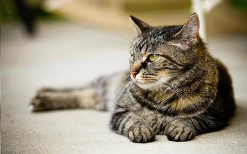 Откуда взялось слово Кошка: почему мы зовем наших любимцев именно так? 01 Откуда взялось слово Кошка: почему мы зовем наших любимцев именно так? 01