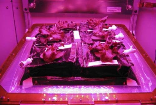 Экипаж мкс вырастит на орбите капусту и салат. Экипаж мкс вырастит на орбите капусту и салат.