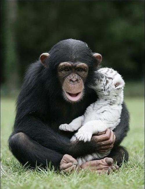 Шимпанзе растит тигрят. 04