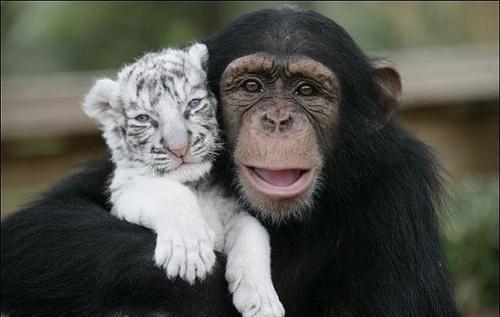 Шимпанзе растит тигрят. 07