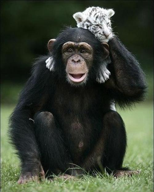 Шимпанзе растит тигрят. 06