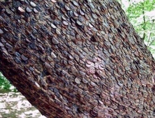 Денежное дерево в Англии. 01