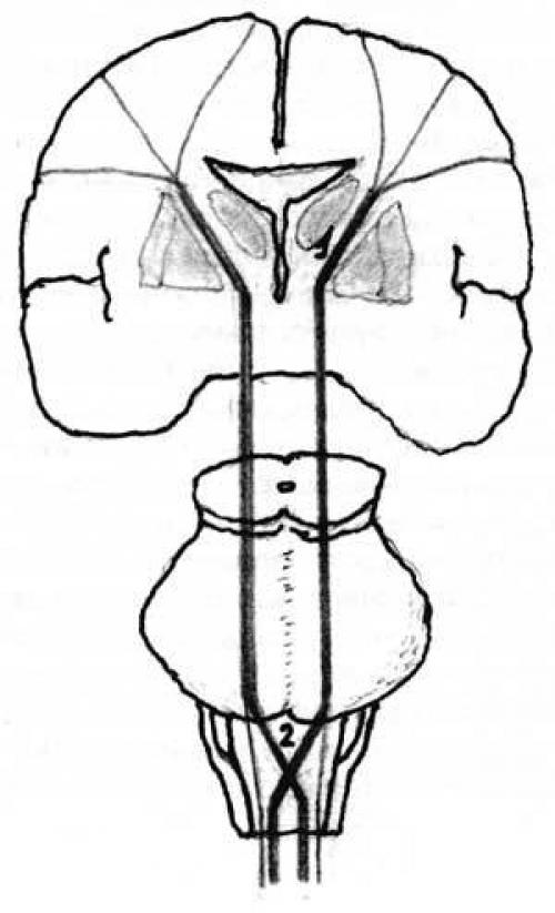Пластичность мозга? Уровни пластичности. 02 Пластичность мозга? Уровни пластичности. 02