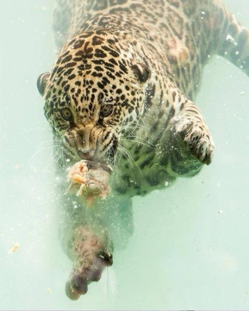 Фотограф Герберт ван дер бик смог запечатлеть редкий момент подводной охоты ягуара в зоопарке бордо пессак во Франции. 04