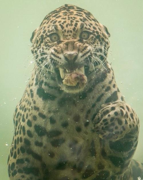Фотограф Герберт ван дер бик смог запечатлеть редкий момент подводной охоты ягуара в зоопарке бордо пессак во Франции. 03