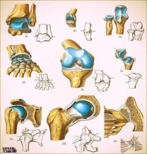 Про суставы.

У вас проблема с суставами?  