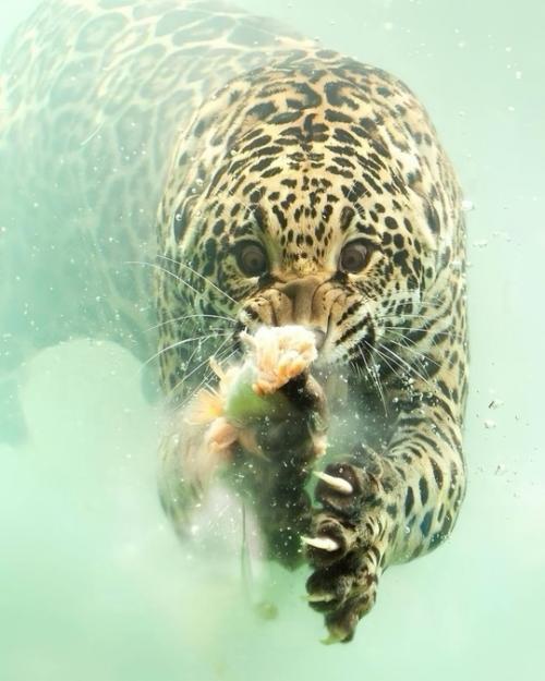 Фотограф Герберт ван дер бик смог запечатлеть редкий момент подводной охоты ягуара в зоопарке бордо пессак во Франции. 02