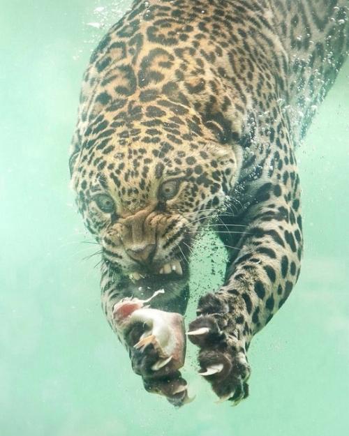 Фотограф Герберт ван дер бик смог запечатлеть редкий момент подводной охоты ягуара в зоопарке бордо пессак во Франции. 01