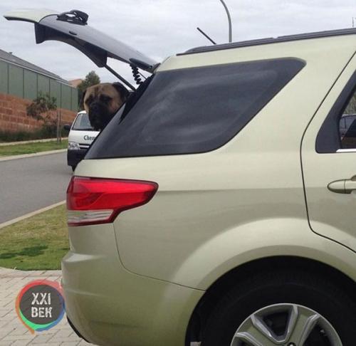 Собаки обычно просто защищают своих владельцев, но Сайрус, двухлетний бульмастиф из перта (западная Австралия), вывел это на новый уровень. 06