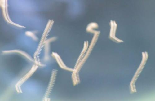 Криптеры - эфирные существа, живущие за гранью трёхмерной реальности.
