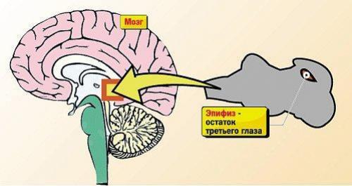 Мозги шишковидная железа. Эпифиз третий глаз человека. Третий глаз у человека шишковидная железа. Рептильный мозг шишковидная железа. Третий глаз у человека в мозгу.
