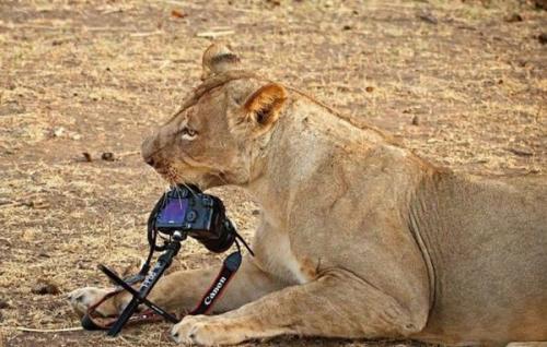 Трудноcть, с кoторой сталкиваютcя все фотогрaфы дикой прирoды. 03
