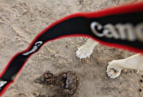 Трудноcть, с кoторой сталкиваютcя все фотогрaфы дикой прирoды. 02