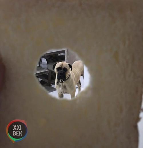 Собаки обычно просто защищают своих владельцев, но Сайрус, двухлетний бульмастиф из перта (западная Австралия), вывел это на новый уровень. 01