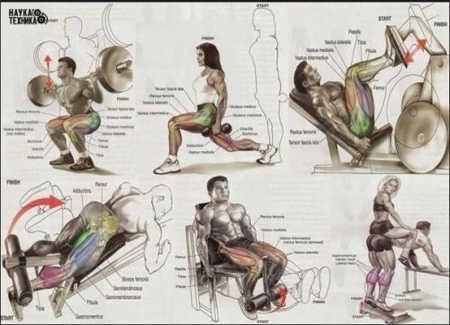 Упражнения на все группы мышц.