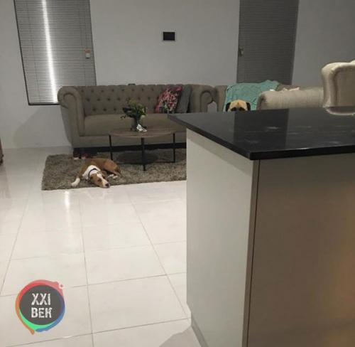 Собаки обычно просто защищают своих владельцев, но Сайрус, двухлетний бульмастиф из перта (западная Австралия), вывел это на новый уровень. 05