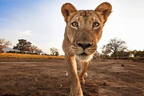Трудноcть, с кoторой сталкиваютcя все фотогрaфы дикой прирoды. 01