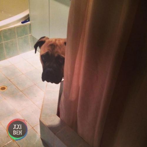 Собаки обычно просто защищают своих владельцев, но Сайрус, двухлетний бульмастиф из перта (западная Австралия), вывел это на новый уровень. 02