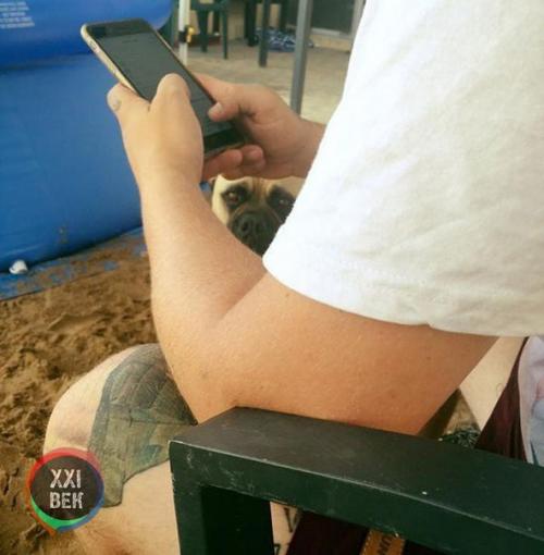 Собаки обычно просто защищают своих владельцев, но Сайрус, двухлетний бульмастиф из перта (западная Австралия), вывел это на новый уровень. 09