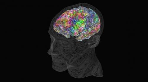 Тело в дело.  Учёные 3D-карту семантического словаря мозга создали.