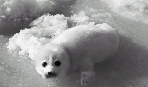 Девочки!  Все мы любим длинные красивые волосы, но бывает нет времени или не хватает средств на парикмахера? Девочки!  Все мы любим длинные красивые волосы, но бывает нет времени или не хватает средств на парикмахера?