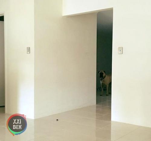 Собаки обычно просто защищают своих владельцев, но Сайрус, двухлетний бульмастиф из перта (западная Австралия), вывел это на новый уровень. 08