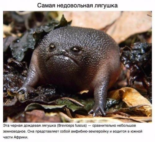 Животные, о которых вам не рассказывали. 07