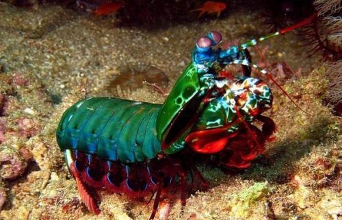 Рак - богомол - кувалды вместо клешней.