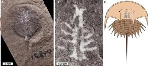 Окаменевший мозг возрастом 310 миллионов лет. 01
