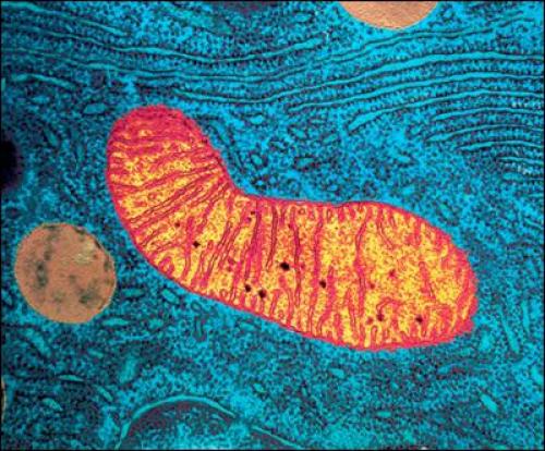 Дату смерти можно предсказать уже в раннем возрасте. Дату смерти можно предсказать уже в раннем возрасте.