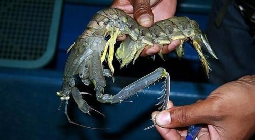 Рак - богомол - кувалды вместо клешней. 01