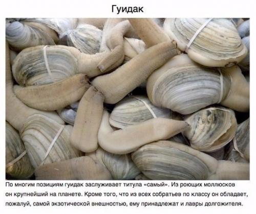 Животные, о которых вам не рассказывали. 04