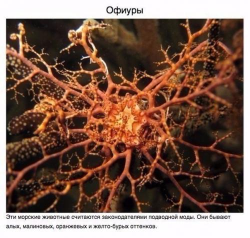 Животные, о которых вам не рассказывали. 03