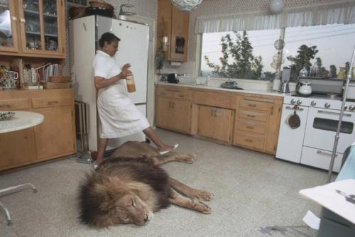 Жизнь со Львом. 02