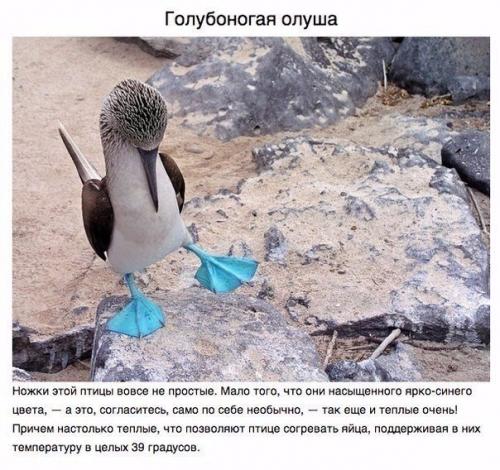 Животные, о которых вам не рассказывали. 09