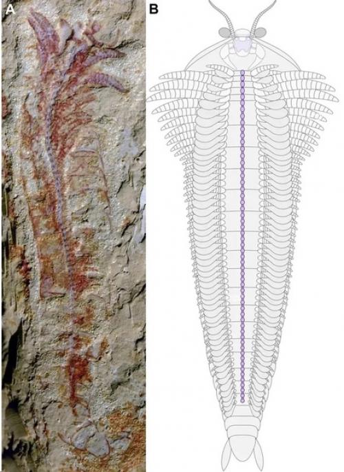 Окаменевший мозг возрастом 310 миллионов лет. 02