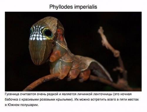 Животные, о которых вам не рассказывали. 06