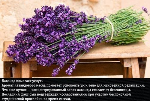 9 природных ароматов, неожиданно меняющие эмоции человека. 06